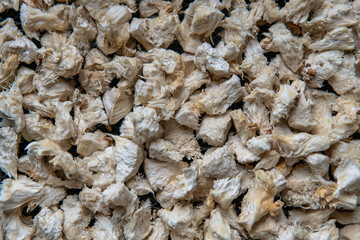 Hericium erinaceus medicinal mushroom nootropic. Fruiting bodies of Hericium erinaceus prepared for reception