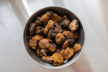 Chaga mushroom. Medicinal chaga mushroom. Inonotus obliquus
