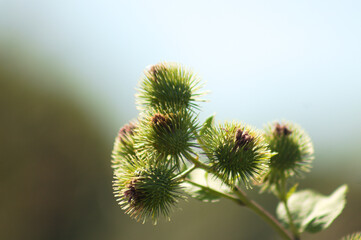 Closeup of lesser burdock buds with blurred background