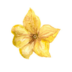 Fototapeta premium Watercolor cucumbers flower. Isolated on white. High quality photo