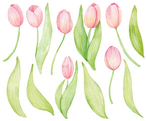 Obraz premium watercolor pink tulips set isolated elements