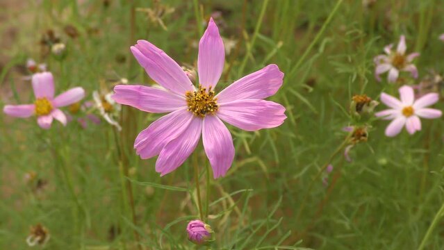 Cosmea flower or Cosmos (Latin Cosmos) on a summer day 