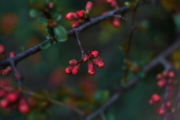 tree branch with blooming flowers