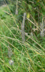 close-up of a blooming meadow foxtail grass