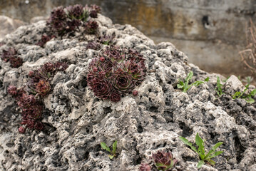 close-up of a sedum plant in a rock garden