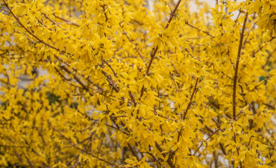 a flowering forsythia bush with yellow blossoms