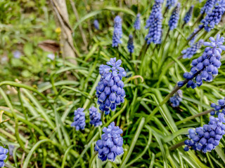 Grape hyacinth (Muscari armeniacum) in the spring