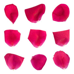 Collection of rose flower petals isolated on white background