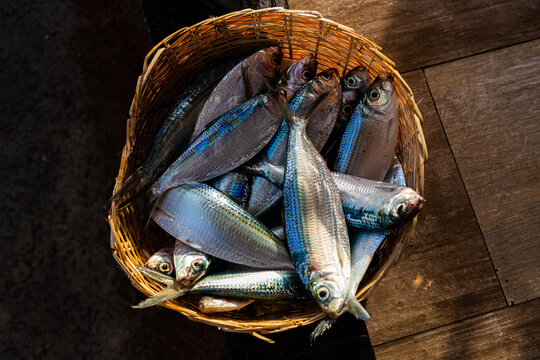 Pescaria / Peixes