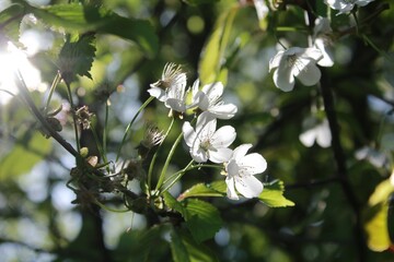 Fleurs de cerisier au printemps