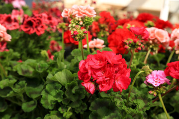 Pelargonium Zonale flowers in the garden
