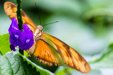 Borboleta no borboletário no Jardim Botânico das Cataratas do Niágara