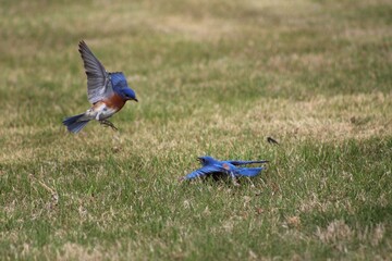 bluebird attacking another bluebird                                