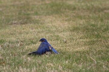 bluebird in springtime