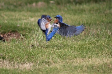 two male bluebirds fighting over territory