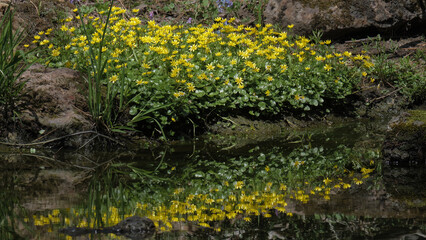 水辺のエゾノリュウキンカ（Waterside Caltha palustris）