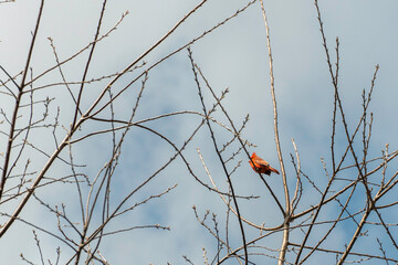 Spring, the Cardinals have arrived
