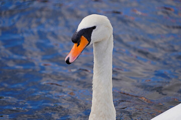 white mute swan on a lake in Halle Saale