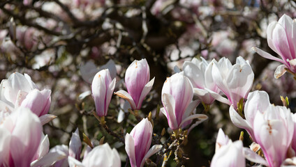 macro view of beautiful magnolia flower on tree blossom in spring