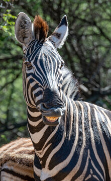 Smiling female zebra, photographed in the wild.