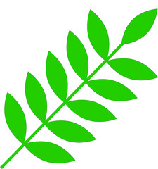 Fototapeta premium Tree branch with leaf on white background 