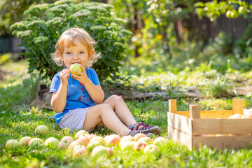 Happy blond child boy eating ripe apple sitting on a lawn in the garden near a wooden box for apples