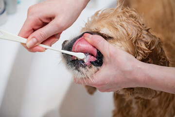 Female hand brushing american cocker spaniel teeth. Dental Toothbrush Dog.