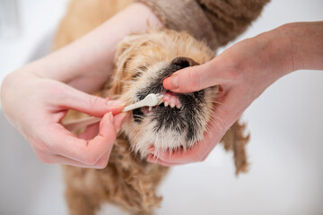 Female hand brushing American cocker spaniel teeth. Dental Toothbrush Dog.