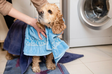 The female hand wipes the dog with a towel after bathing