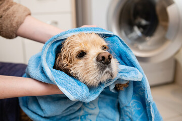 The female hand wipes the American cocker spaniel with a towel after bathing