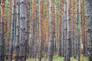 Wald
