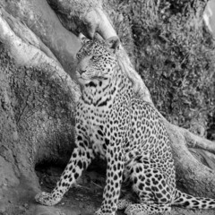 Leopard Portrait in Black and White