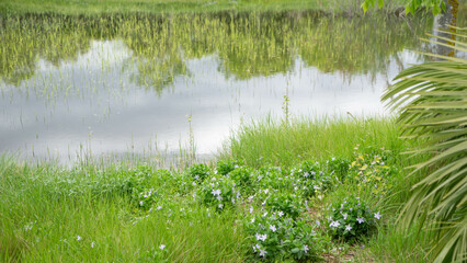 Lago en primavera, tras la lluvia.