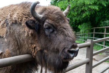 bison head in zoo animal park outdoor © be free