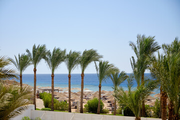 Fototapeta na wymiar Palm trees and a tropical beach with access to the sea, ocean