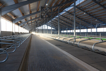 Large cowshed for dairy cows in the final stage of construction - obrazy, fototapety, plakaty