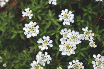 White flowers on green field