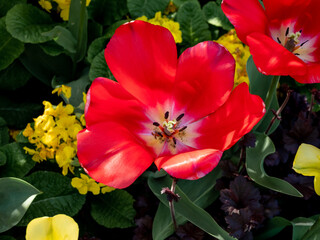 Close view of red tulips in the spring season in London