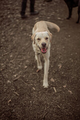 a labrador playing in the woods