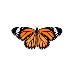 Fototapeta na wymiar Monarch Butterfly isolated on white background