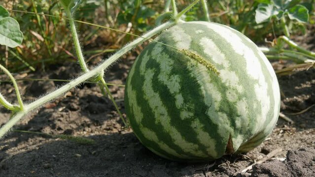 Ripe young watermelon on a field in green foliage. Melons harvest