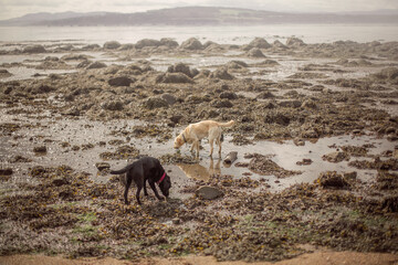 golden and black Labradors playing on a walk