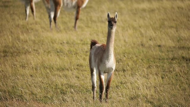 Wildlife. endangered species. Closeup view of a Guanaco, Lama guanicoe, in the meadow in Tierra del Fuego, Patagonia Argentina.