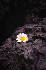 daisy flower over rocks
