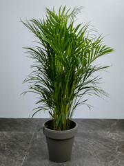A green houseplant, the parlor bella palm, in a gray flower pot against a white background