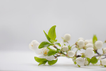Naklejka na ściany i meble Blossoming cherry branch on a white background
