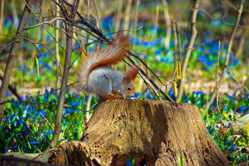 Obraz premium the common forest squirrel sits on a stump and eats sunflower seeds