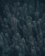 Seamless plant and flower background, fern seamless dark blue background