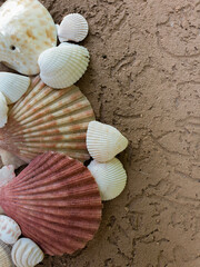 shell texture, background & pattern of summer vacation