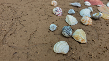 shell texture, background & pattern of summer vacation